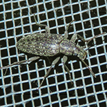 Imatismus species